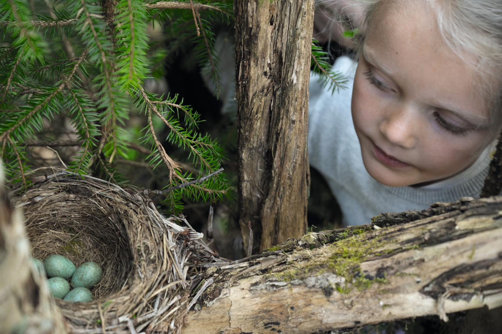 Fra boka Naturen og oss. Foto: Arne Nævra