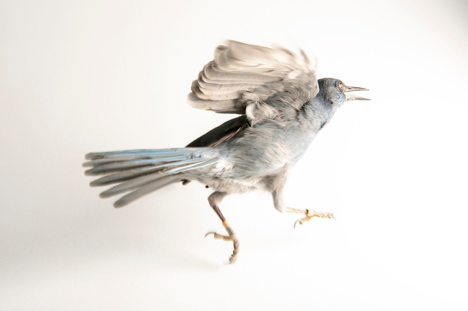 Når man tolker atferden til en pinjeskrike,
kan det fort bli feil.
FOTO: © JOEL SARTORE