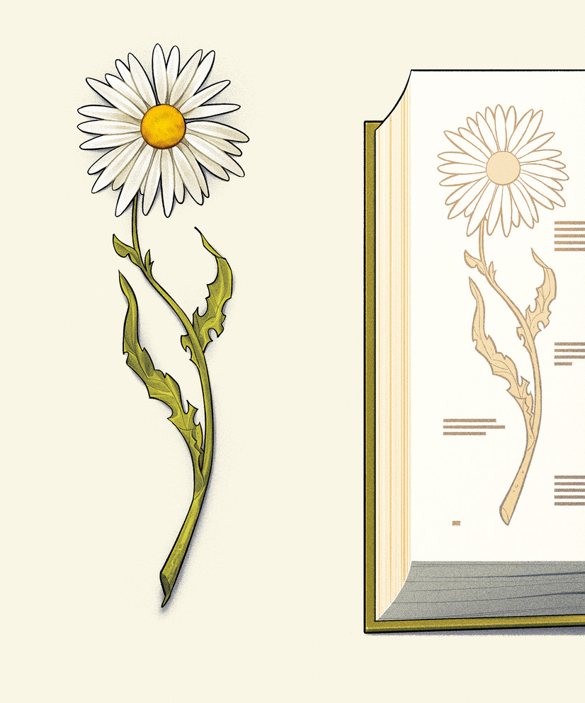 Illustrasjon av Christian Bloom. Viser en tørket prestekrage og avtrykk av den på ein bokside. 