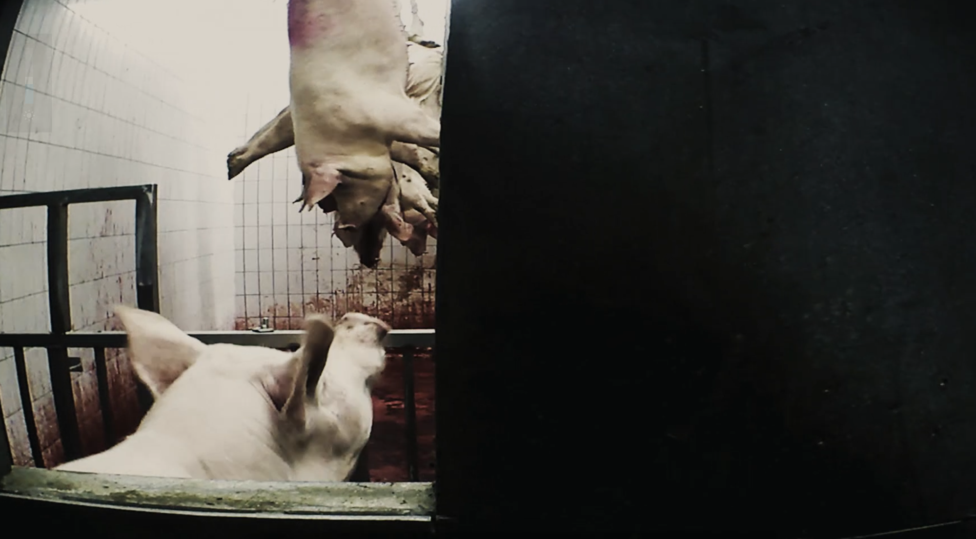 Hortensia på slakteriet rett før hun prøver å rømme. FOTO: NORUN HAUGEN