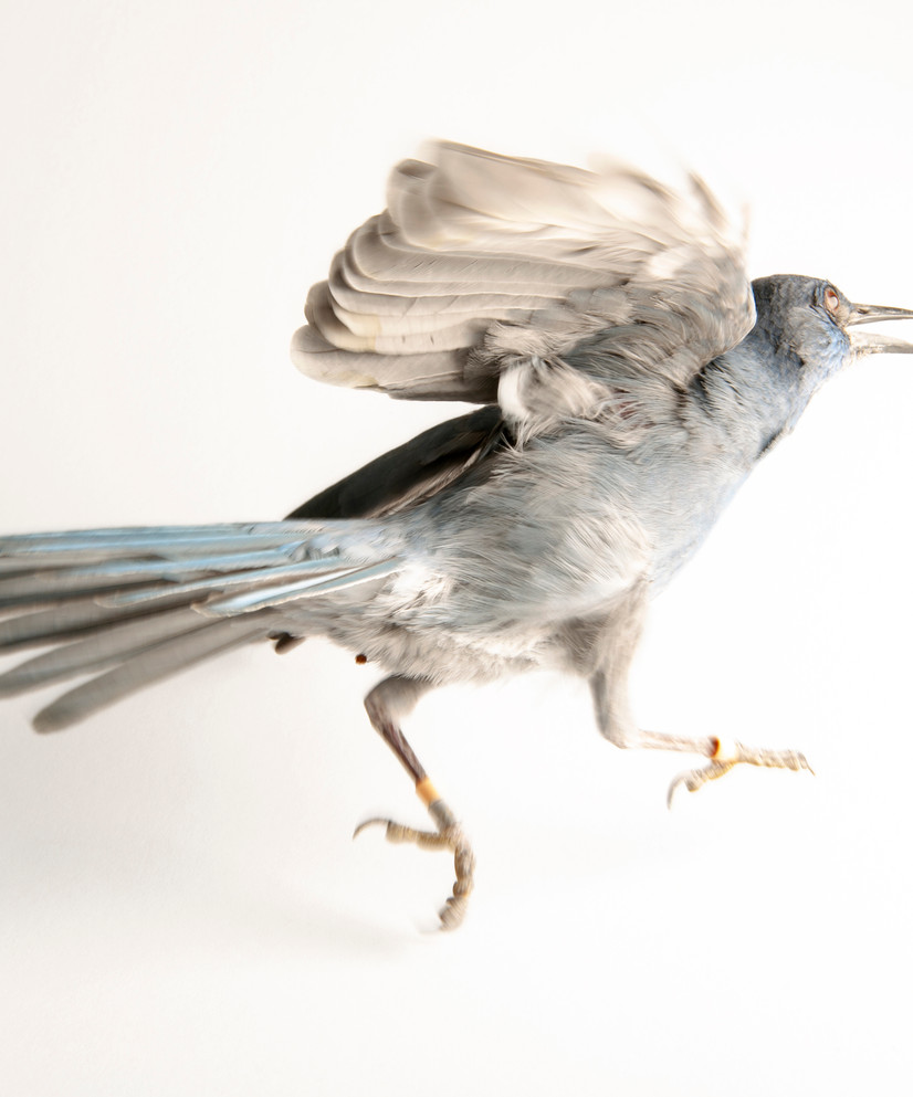 Når man tolker atferden til en pinjeskrike,
kan det fort bli feil.
FOTO: © JOEL SARTORE